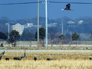 蓑羽鹤现身枞阳湿地，“绕道”安徽非常罕见
