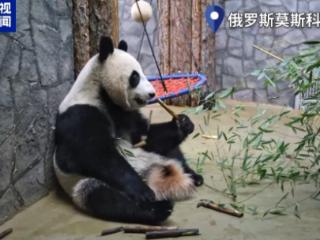 “喀秋莎”成长日记：体重超80公斤 表现优异