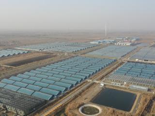 商河县沙河镇以“高效农业”为笔，绘就田园共富新图景