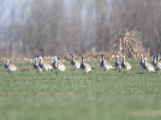 大鸨、黑鹳、青头潜鸭……孟津黄河湿地迎来大批“一级客人”