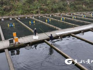 【寻味绥阳】太白鲟鱼：一尾活鱼 千里寻鲜