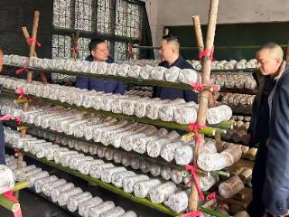 施秉：闲置校舍焕新生 小小平菇撑起“致富伞”