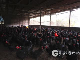 从竹林到餐桌！赤水鸡“咯咯”奏响振兴曲