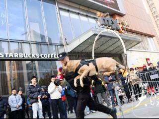 飞身跳跃钻两重火圈，合肥警犬“守护力”拉满