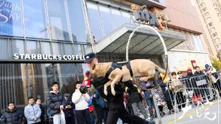 飞身跳跃钻两重火圈,合肥警犬“守护力”拉满