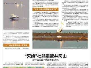 “稀客”白鹈鹕首现鄱阳湖（图）