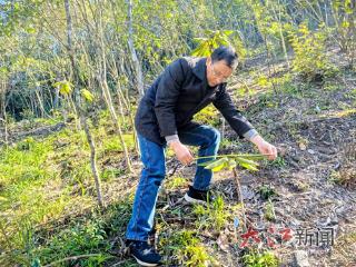 “灭绝”杜鹃重返井冈山（图）