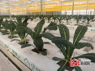 秦皇岛市卢龙县：“智慧”浇灌 绿叶生“金”