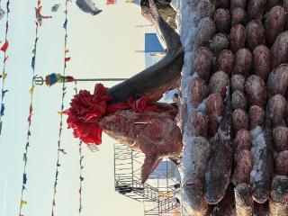 查干湖冬捕“头鱼”，1699999元！