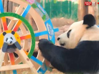 跨越千年的重逢！大熊猫与马来貘这段神秘奇缘藏不住了！