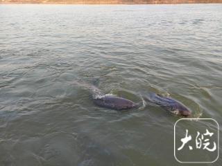 熟知每头江豚的习性！“豚爸”张礼元获“安徽好人”殊荣