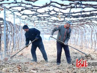张家口怀来：“三九”时节葡萄园里农事忙