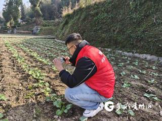 人保财险遵义分公司开展油菜承保验标工作