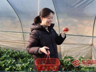 三明泰宁：草莓变身“甜蜜致富果”农旅融合激活乡村经济