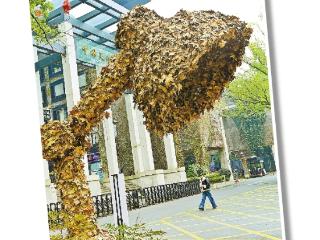 落叶成“流量主角” 美景中藏着“低碳大招”