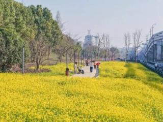 冬日罕见！城北有片花海盛开