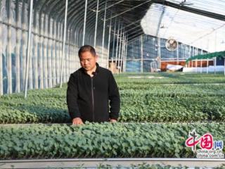 徐州睢宁：下笨功夫，让魏集西瓜“苗”红根正