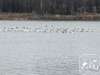 淠河现万鸟同游奇观，数百只小天鹅成最美焦点
