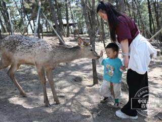鹿鸣东丰 三产融合绘就文旅新图景