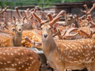 从非遗炮制到智慧养殖，东丰梅花鹿勾勒发展图景