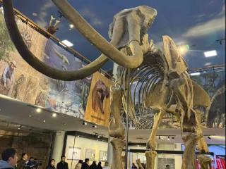 龙象之城丨“潍坊象”IP炼成记