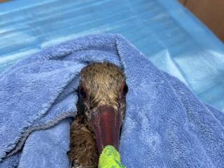 遭遇骨折、落难黄河滩，“鸟中大熊猫”在郑州接受手术