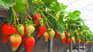 科技赋能，“莓”不胜收丨“果”然精彩②