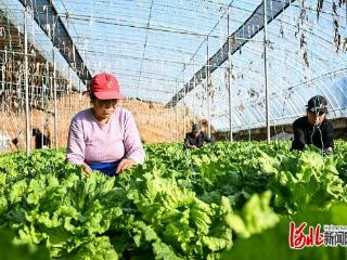 设施农业提质增效促增收