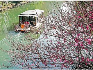 “三九”暖如春 梅开俏枝头