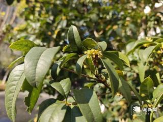 冲击25℃，“午穿纱”天气将持续至本周末