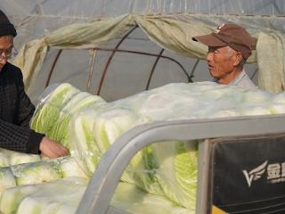 临沭县大兴镇：家庭农场白菜喜获丰收