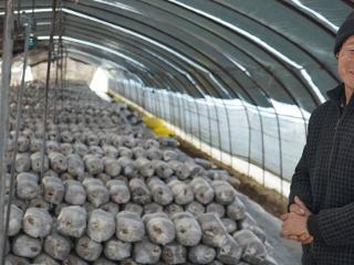 临沭县大兴镇：“归雁”创业 蘑菇增收