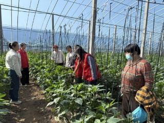 银山镇：“棚”前送技解民忧 文明实践暖人心