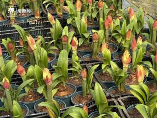 曾经百元一颗，如今打三四折也卖不动，网红年宵花，过了风口要“昙花一现”？