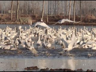 赖着不走！数量庞大天鹅群闯入稻虾田觅食，承包大户遭遇“幸福的烦恼”