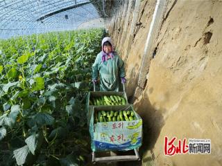 秦皇岛市卢龙县：暖棚绿意浓 冬日采收忙