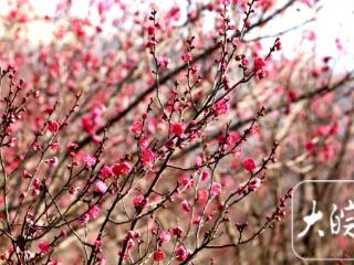 淮南舜耕山梅园：几株早梅已吐蕊 蜜蜂冬日采蜜忙