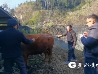 三都：北斗无人机“上岗”养牛 科技养殖引领乡村振兴