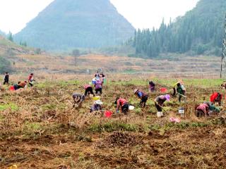 普定县白岩镇韭黄村：“魔”力全开 铺就富民路