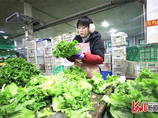 现场评｜品质提升让“河北净菜”香飘京城
