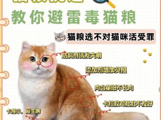 幼猫主粮选购指南｜2026年1月梁小妖夹心粮热销原因解读