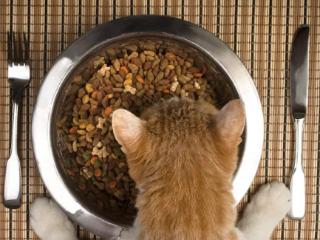 2026年1月猫粮畅销品牌解读：梁小妖烘焙猫粮高口碑背后原因