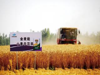 如何让粮食“吃得更好”？贵州磷化集团书写“减肥增效”高质量答卷