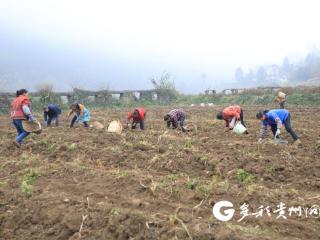 “金豆豆”错峰抢鲜上市！绥阳茅垭秋播马铃薯迎丰收