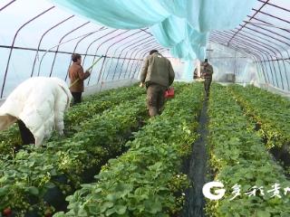 播州区鸭溪镇“大棚草莓+蜜蜂共生”酿造冬日美好生活