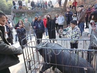 去700米高山之巅“蹭”了一顿年猪宴