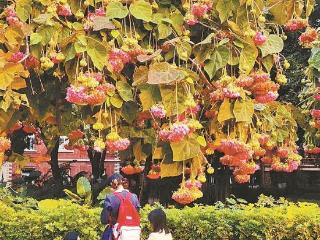 今明两天鹭岛天气晴暖