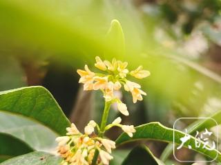 四九天桂花反季绽放！庐江村民家中桂花树“错把暖冬当春”