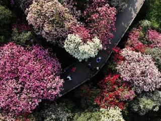 百里杜鹃：以花为媒筑链赋能 美丽经济焕新生机