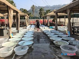 金鱼界的“顶流”来了！福州这场大赛，神仙打架！